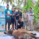 Momen Idul Adha PKB Kapuas Potong Hewan Qurban