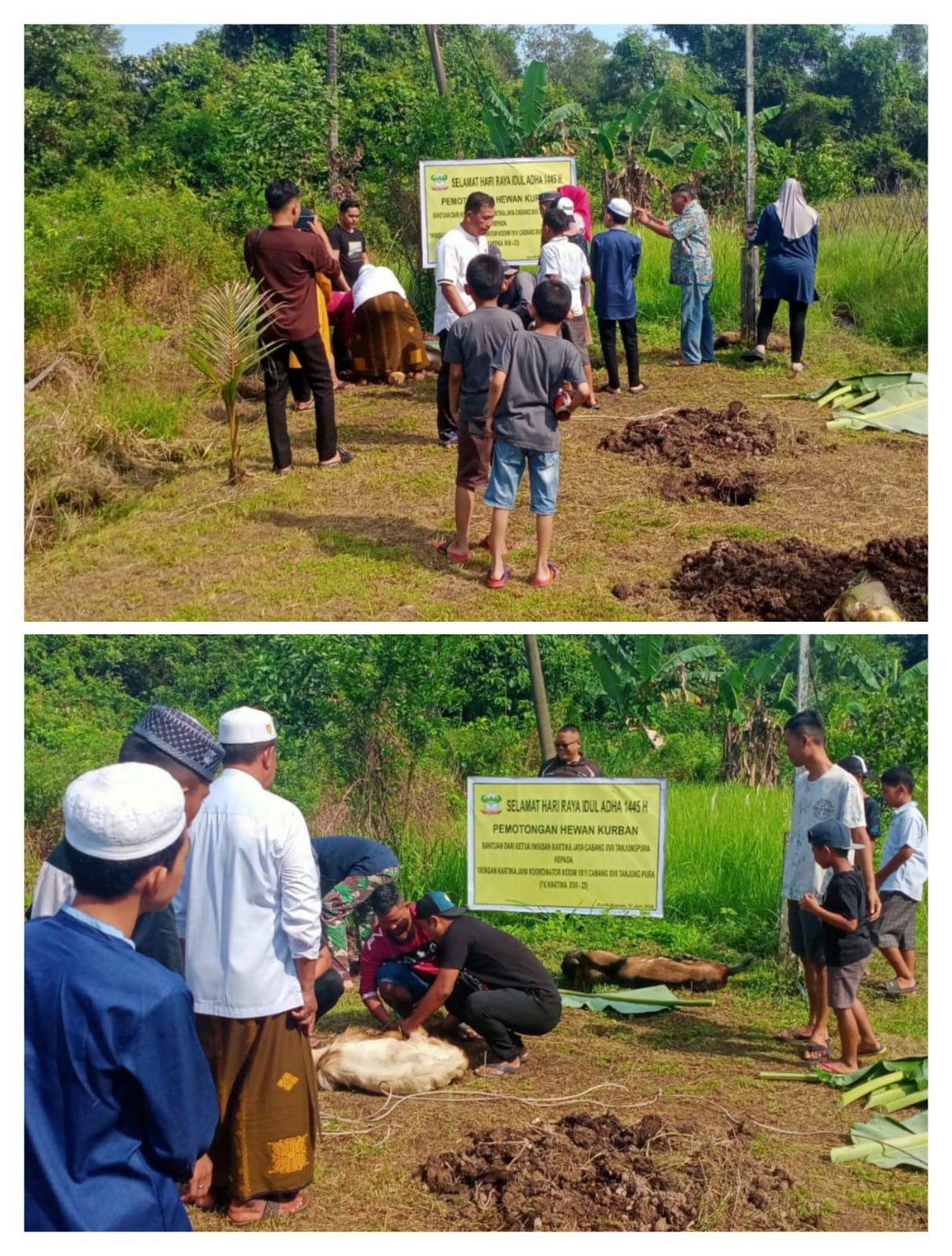 Kodim 1011/KLK potong hewan Qurban 8 Sapi dan 2 Kambing