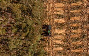 Koltiva Dorong Dialog Multi-Pemangku Kepentingan tentang Regulasi Anti Deforestasi Uni Eropa dan Kepatuhan untuk Keberlanjutan Industri