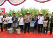 Panen Raya Jagung Serentak Tahap Pertama di Kapuas Untuk Dukung Program Ketahanan Pangan Nasional