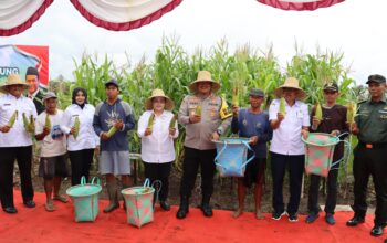 Panen Raya Jagung Serentak Tahap Pertama di Kapuas Untuk Dukung Program Ketahanan Pangan Nasional