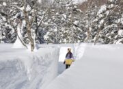 Hanya di Musim Dingin! Dinding Salju Raksasa Setinggi 5 Meter “Tsugaike Snow Wall” di Pegunungan Bersalju dengan Ketinggian 1.500 Meter