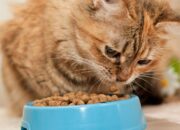 Kucing Tidak Mau Makan? Coba 7 Tips Ini dan Pilihan Makanan Kucing yang Tepat