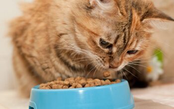 Kucing Tidak Mau Makan? Coba 7 Tips Ini dan Pilihan Makanan Kucing yang Tepat