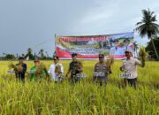 Bupati Kapuas Apresiasi Keberhasilan Panen Raya di Desa Warna Sari