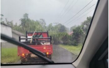 Jalur Lalu Lintas Menuju Desa Tamban Catur Tertutup Pohon Tumbang