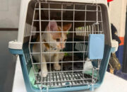 KAI Logistik Catat 13.435 Pengiriman Hewan Saat Ramadan – IdulFitri KAI Logistik Catat 13.435 Pengiriman Hewan Saat Ramadan – IdulFitri