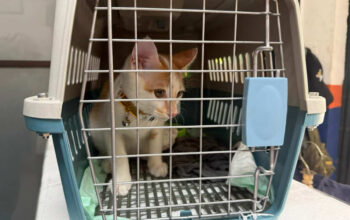 KAI Logistik Catat 13.435 Pengiriman Hewan Saat Ramadan – IdulFitri KAI Logistik Catat 13.435 Pengiriman Hewan Saat Ramadan – IdulFitri