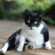 Penyebab Perut Kucing Membesar dan Cara Mengatasinya