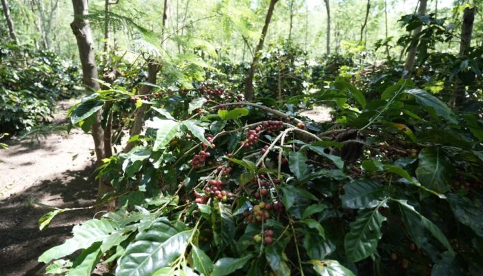 Holding Perkebunan Nusantara Dorong Kinerja Kopi PalmCo Tetap Solid di Tengah Tekanan Cuaca