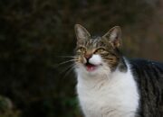 Mengenal Berbagai Suara Kucing dan Maknanya