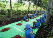 Holding Perkebunan Nusantara Terus Perkuat Daya Saing Global, Ekspor Kopi Ijen PalmCo Tembus AS dan Inggris