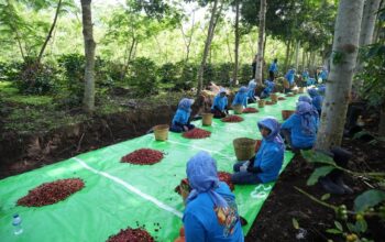 Holding Perkebunan Nusantara Terus Perkuat Daya Saing Global, Ekspor Kopi Ijen PalmCo Tembus AS dan Inggris