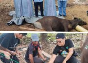 ORGANDA Kapuas Berbagi Qurban dan Perkuat Solidaritas Organisasi
