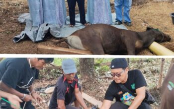 ORGANDA Kapuas Berbagi Qurban dan Perkuat Solidaritas Organisasi