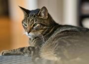 Mengenal Kucing Mujair, Kucing Lokal dengan Karakter Unik yang Banyak Disukai