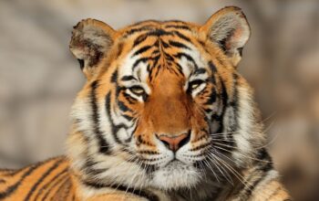 India Dorong Aliansi Global untuk Lindungi Kucing Besar Dunia lewat IBCA Summit 2026
