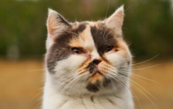 Jangan Panik, Ini Langkah Awal Saat Mata Kucing Mulai Bermasalah
