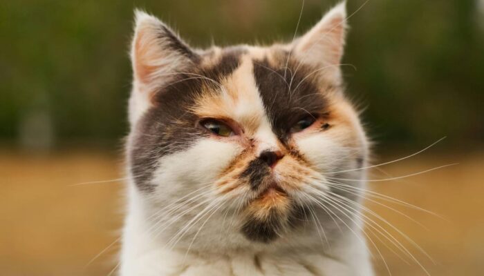 Jangan Panik, Ini Langkah Awal Saat Mata Kucing Mulai Bermasalah