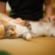 Posisi Tidur Kucing Ternyata Bisa Menunjukkan Kondisi dan Perasaannya
