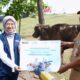 PT Pelindo Sinergi Lokaseva Berbagi Hewan Kurban, Perkuat Kepedulian Sosial dan Dukung Peternak Lokal