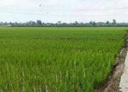 Setahun Program Cetak Sawah Baru,Kalsel Telah menghasilkan 1,2 Juta Ton Gabah Kering