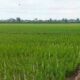 Setahun Program Cetak Sawah Baru,Kalsel Telah menghasilkan 1,2 Juta Ton Gabah Kering