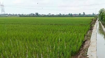 Setahun Program Cetak Sawah Baru,Kalsel Telah menghasilkan 1,2 Juta Ton Gabah Kering