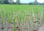 Brigade Pangan Desa Pematang Panjang Sungai Tabuk,Adakan Gerakan Tanam Padi di Lahan Cetak Sawah Brigade Pangan Desa Pematang Panjang Sungai Tabuk,Adakan Gerakan Tanam Padi di Lahan Cetak Sawah