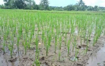 Brigade Pangan Desa Pematang Panjang Sungai Tabuk,Adakan Gerakan Tanam Padi di Lahan Cetak Sawah Brigade Pangan Desa Pematang Panjang Sungai Tabuk,Adakan Gerakan Tanam Padi di Lahan Cetak Sawah