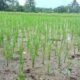Brigade Pangan Desa Pematang Panjang Sungai Tabuk,Adakan Gerakan Tanam Padi di Lahan Cetak Sawah