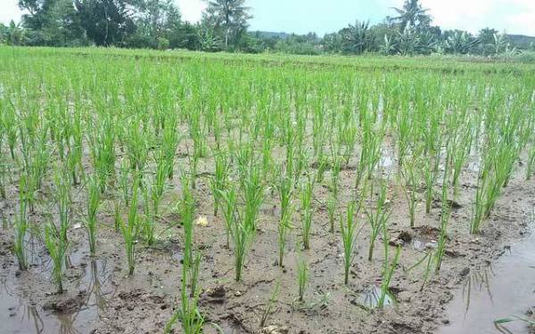Brigade Pangan Desa Pematang Panjang Sungai Tabuk,Adakan Gerakan Tanam Padi di Lahan Cetak Sawah