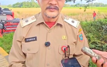 Dukung Program KSPEAN,DPKP Kalsel dan Wakil Menteri Koordinator Bidang Pangan Lakukan Panen Padi di HSS Dukung Program KSPEAN,DPKP Kalsel dan Wakil Menteri Koordinator Bidang Pangan Lakukan Panen Padi di HSS