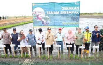 Bupati Bahrul Ilmi Hadiri Gerakan Tanam Serempak 52 Ribu Hektare, Tegaskan Batola Lumbung Pangan Kalsel Bupati Bahrul Ilmi Hadiri Gerakan Tanam Serempak 52 Ribu Hektare, Tegaskan Batola Lumbung Pangan Kalsel