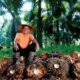 Di Tengah Gejolak Harga Sawit, Holding Perkebunan Nusantara Konsisten Serap TBS Petani