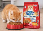 Jangan Asal Pilih! Ini Rekomendasi Dry Food Kucing Bernutrisi Tinggi Jangan Asal Pilih! Ini Rekomendasi Dry Food Kucing Bernutrisi Tinggi