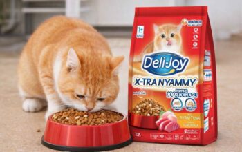 Jangan Asal Pilih! Ini Rekomendasi Dry Food Kucing Bernutrisi Tinggi Jangan Asal Pilih! Ini Rekomendasi Dry Food Kucing Bernutrisi Tinggi