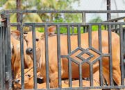 Holding Perkebunan Nusantara Tebar Manfaat Idul Adha, 1.713 Hewan Kurban PalmCo Disalurkan ke Berbagai Daerah