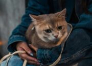 Berapa Usia Kucing dalam Umur Manusia? Simak Penjelasannya Berapa Usia Kucing dalam Umur Manusia? Simak Penjelasannya
