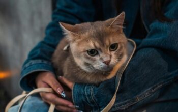 Berapa Usia Kucing dalam Umur Manusia? Simak Penjelasannya Berapa Usia Kucing dalam Umur Manusia? Simak Penjelasannya