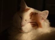 Jangan Salah Pilih, Ini Ciri-Ciri Kucing Anggora Asli yang Perlu Diketahui Jangan Salah Pilih, Ini Ciri-Ciri Kucing Anggora Asli yang Perlu Diketahui