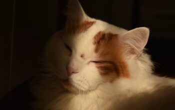 Jangan Salah Pilih, Ini Ciri-Ciri Kucing Anggora Asli yang Perlu Diketahui Jangan Salah Pilih, Ini Ciri-Ciri Kucing Anggora Asli yang Perlu Diketahui