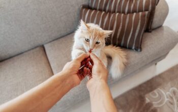 Memilih Makanan Kucing yang Tepat untuk Mendukung Kesehatan Pencernaan