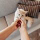 Memilih Makanan Kucing yang Tepat untuk Mendukung Kesehatan Pencernaan