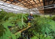 Grup MIND ID Reklamasi 8.000 Hektare Lahan dan Rehabilitasi DAS 37.700 Hektare, Perbaiki Kualitas Keanekaragaman Hayati Grup MIND ID Reklamasi 8.000 Hektare Lahan dan Rehabilitasi DAS 37.700 Hektare, Perbaiki Kualitas Keanekaragaman Hayati