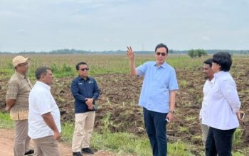 Dukung Program Mandiri Energi Nasional, Holding Perkebunan Nusantara Siapkan 10 Ribu Hektare Lahan Singkong di Lampung