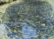 Investasi Industri Pengolahan Ikan Gabus di Kalsel Masih Terkendala Pasokan Bahan Baku