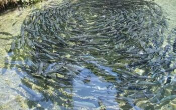 Investasi Industri Pengolahan Ikan Gabus di Kalsel Masih Terkendala Pasokan Bahan Baku
