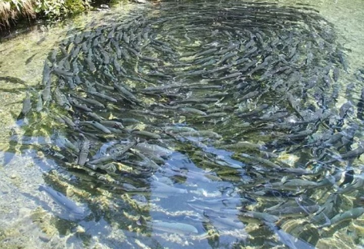 Investasi Industri Pengolahan Ikan Gabus di Kalsel Masih Terkendala Pasokan Bahan Baku