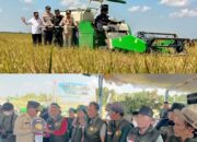 Kapuas Teguhkan Posisi Lumbung Padi Nasional: Panen Raya 25.817 Hektare, Harga Gabah Lampaui HPP Kapuas Teguhkan Posisi Lumbung Padi Nasional: Panen Raya 25.817 Hektare, Harga Gabah Lampaui HPP